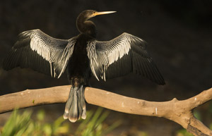 anhinga